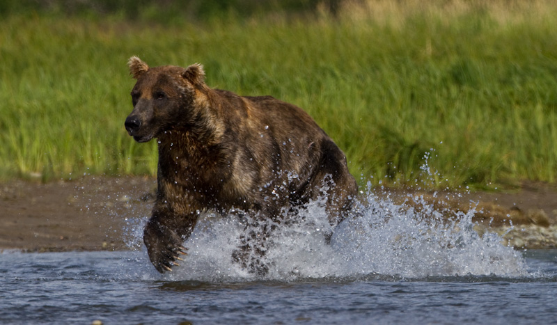 Grizzly Bear Chasing Salmon